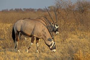 Vernarbter Oryx