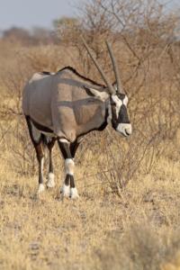 Schöner Oryx