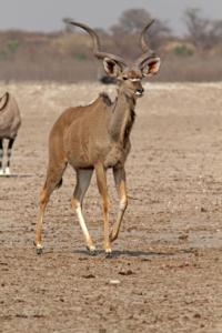 Mutiges Kudu