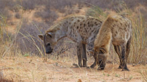 Hyänen auf   Kalahari-Düne                   