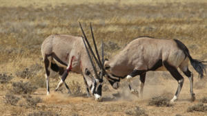 Kämpfende Oryx                  