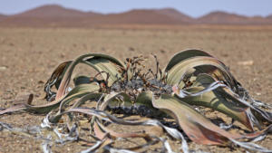 Welwitschias           
