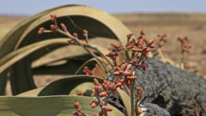 Welwitschia ganz nah           