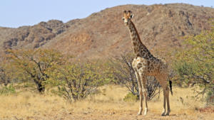 Giraffe am Wegesrand        