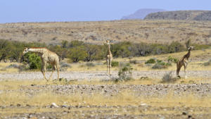 Mehr Giraffen        