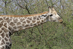 Giraffe 2                    