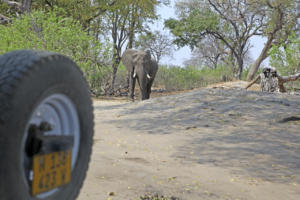 Elefanten auf der Campsite                    