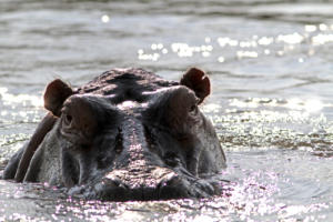 Hallo Hippo          