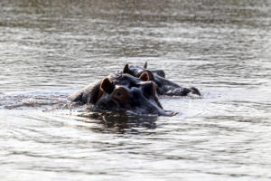 Mehr Hippos         