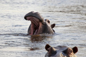 Müdes Hippo         