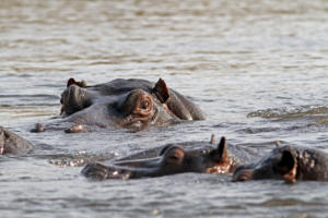 Viele Hippos         