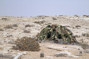 Die erste Welwitschia         