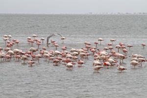 Flamingos        