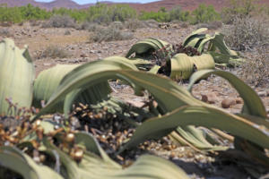 Noch mehr Welwitschia       