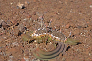 Mini-Welwitschia       