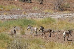 Zebras unterwegs       