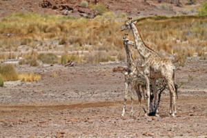 Baby-Giraffen       