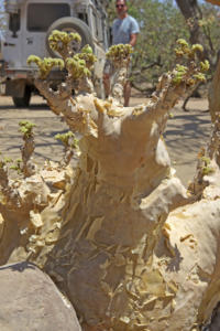 Kleiner Butterbaum       