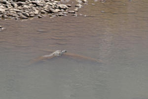 Und hier das Krokodil       