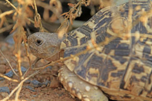 Huch, eine Schildkröte       