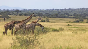 Giraffen gab es einige       