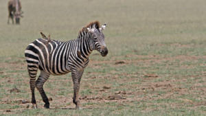 Zebra      