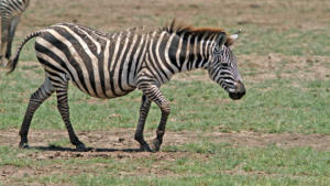 Mehr Zebra      