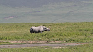 Rhino        