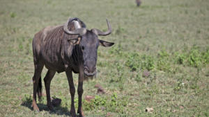 Gnu        