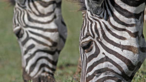 Deoppel-Zebra         