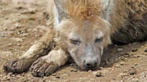 Müde Hyäne        