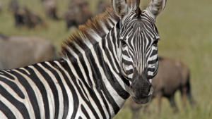 Hallo Zebra     