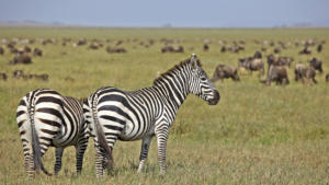 Zebra, Gnu, Gnu, Zebra     