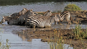 Durstige Zebras     