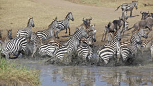 Flüchtende Zebras    