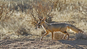 Erfolgreiche Jagd        