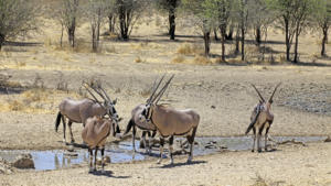 Ein paar Oryx     