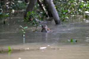 Schwimmende Affen