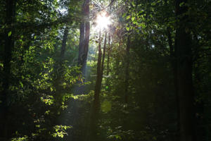 Sonne im Wald   