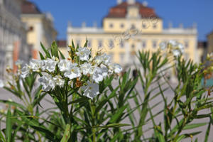 Oleander vorm Schloss  