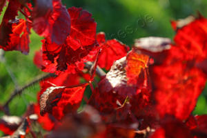 Herbstlaub zum Abschluss  