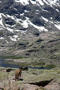 die Sierra de Gredos 3