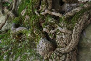 Ciudad Encantada: Baum