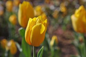Tulpenpracht am Bosporus - Gelb!    