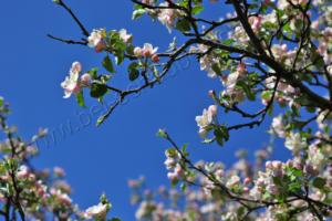 Obstblüte im Vinschgau