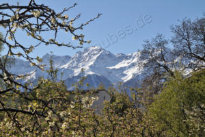 Berge, Blüten, blauer Himmel