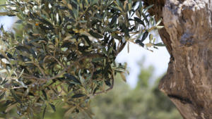 Mehr Olivenbaum       