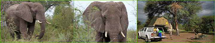 Reisebericht Namibia & Botswana 2010: Elefanten