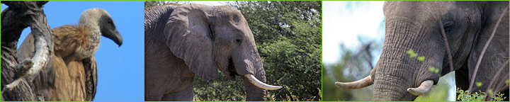 Reisebericht Namibia & Botswana 2010: Geier und Elefanten