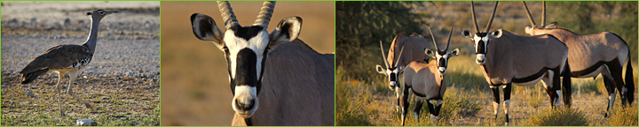 Reisebericht Namibia & Botswana 2010: Tiere im KTP
